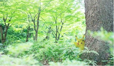 A forest setting with the pokemon Pikachu leaning out from behind a tree.